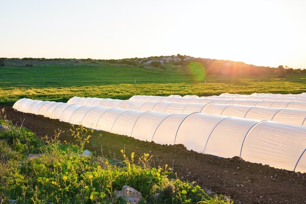 Jardinage : Pourquoi opter pour des tunnels de forçage ?